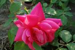 Ena Gladstone rose photo