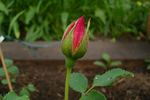 Ena Gladstone rose photo
