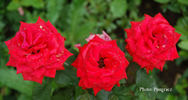 Gabriella ® rose photo
