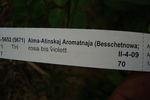 Alma-atinskaja Aromatnaja rose photo