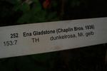 Ena Gladstone rose photo