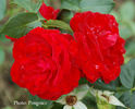 Feuerschein rose photo