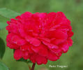 Faja Lobbi rose photo