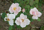 Souvenir de Dr. Petru Groza rose photo