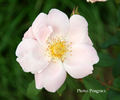Souvenir de Dr. Petru Groza rose photo