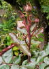 C-2008-3 rose photo