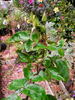 C-2008-2 rose photo