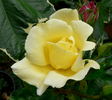 C-2008-2 rose photo