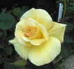 C-2008-3 rose photo
