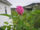 Rosalina ™ rose photo