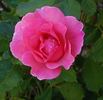 Lyn Griffith rose photo