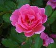 Lyn Griffith rose photo