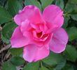 Lyn Griffith rose photo