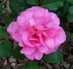 Lyn Griffith rose photo