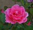 Lyn Griffith rose photo