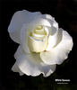 White Success rose photo
