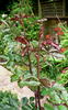 C-2008-3 rose photo