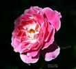 Cherries 'n' Cream™ rose photo