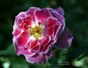 Cherries 'n' Cream™ rose photo