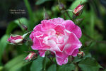 Cherries 'n' Cream™ rose photo