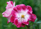 Cherries 'n' Cream™ rose photo