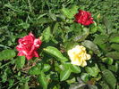 Leprechaun rose photo