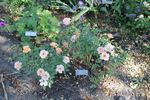 Sussex rose photo