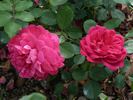 Tam O'Shanter rose photo