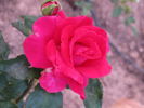 Marilyn Wellan (hybrid tea, Edwards rose photo