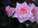 Fabergé rose photo