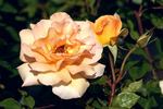 Cocarde rose photo