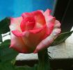 Duett rose photo