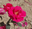 Madame Georges Petit rose photo