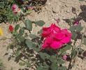 Madame Georges Petit rose photo