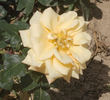Renaissance de Fléchères ® rose photo