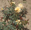 Renaissance de Fléchères ® rose photo