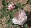 Merveille de Lyon rose photo