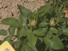 Merveille de Lyon rose photo