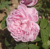 Monsieur de Morand rose photo