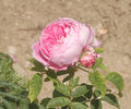 Monsieur de Morand rose photo