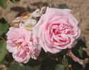 Jeanne Corboeuf rose photo