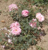 Jeanne Corboeuf rose photo