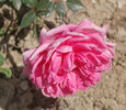 Marie Ducher rose photo