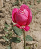Marie Ducher rose photo