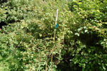 <i>Rosa johannensis</i> Fernald synonym rose photo