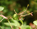 <i>Rosa johannensis</i> Fernald synonym rose photo