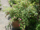 Suma rose photo