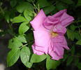 Monte Rosa rose photo