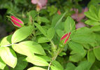 Monte Rosa rose photo