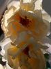 Dreaming Spires rose photo
